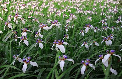 《全面战争：战锤 3》修补程序 4.1.1 补丁发布 旋风大金牙战车不再